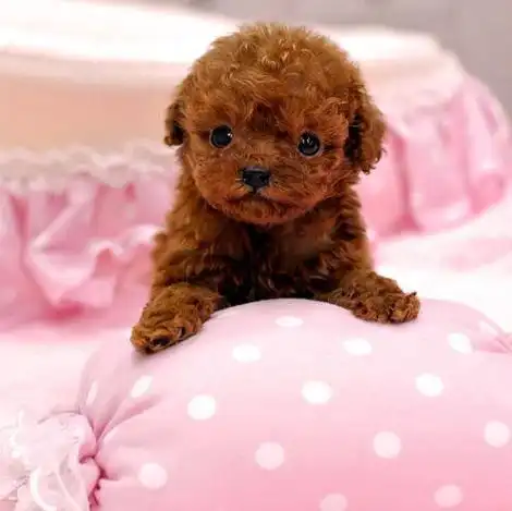 狗狗可以说是人们非常好的伙伴,茶杯泰迪是畸形犬吗?