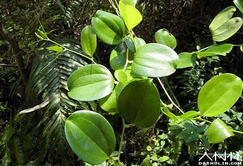 菝葜(bá qiā)科:菝葜科属:菝葜属别名:金刚刺,金刚藤,乌鱼刺,铁菱角