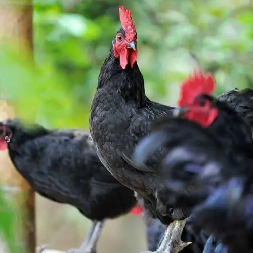 【京东推荐】鸡苗活五黑鸡麻鸡三黄鸡土鸡小鸡红公鸡母鸡红玉鸡蛋
