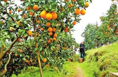 丰收季节,黄澄澄,沉甸甸的橙子挂满了中和村橘树的枝头