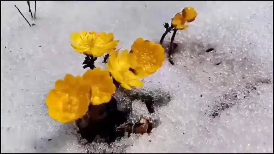 延时摄影镜头下的冰凌花开放全过程附攻略