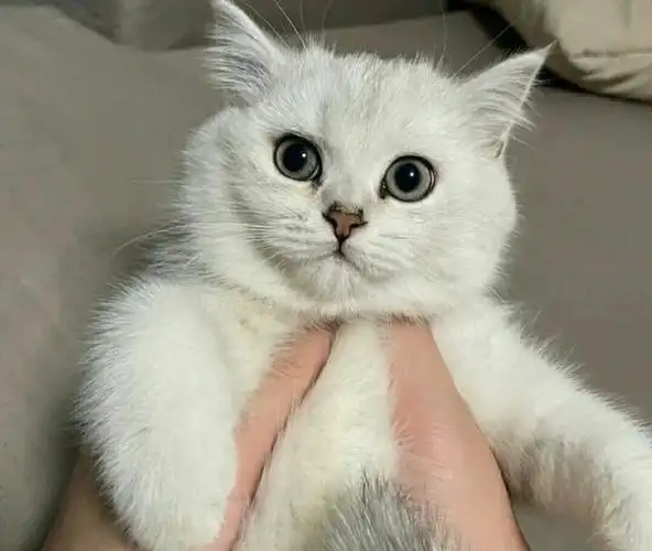 有喜欢的可以上门挑选#萌宠  #深圳  #新手养猫  #重庆  #英短银渐层