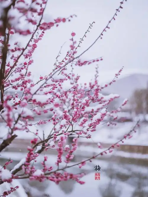摄影红梅白雪知