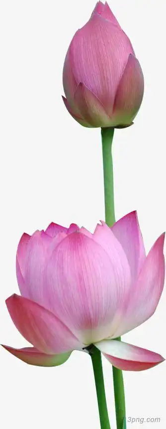 两朵荷花png素材透明免抠图片-产品实物
