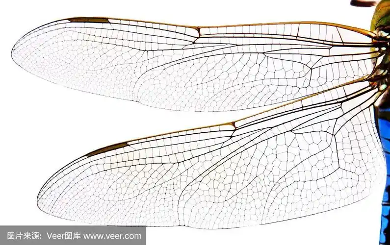 蜻蜓翅膀的特写