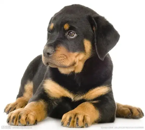 这是我百度的狼狗小时候.嘿嘿.