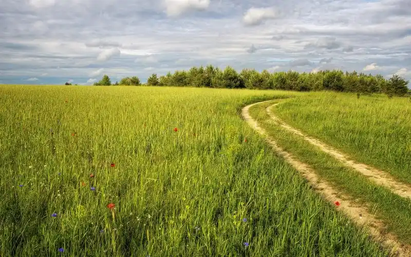 夏天,田野,路,云