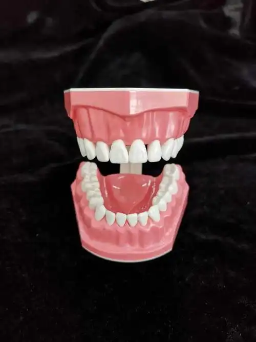 成人儿童早教刷牙模型口腔教学牙齿模型幼儿园教学刷牙有牙缝逼真