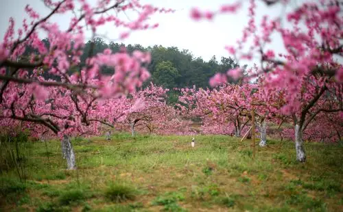 《十里桃花观山凸 春韵花海桃花园》一一湖南省澧县盐井镇观山凸看