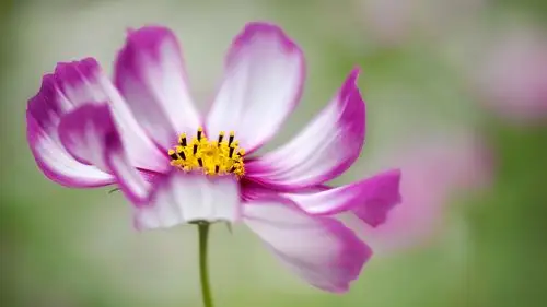 1080p绿色护眼植物图片桌面壁纸