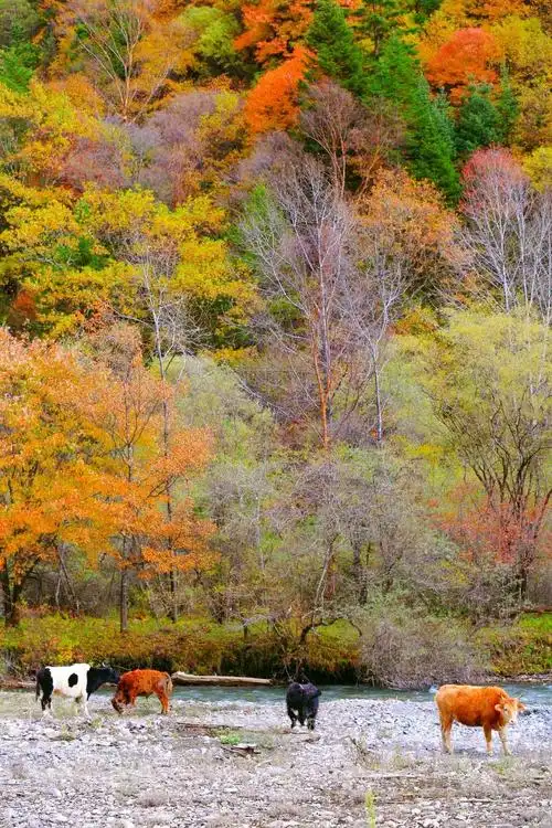 新屏保来了~孕育了一整年,只为给你一秋浪漫!