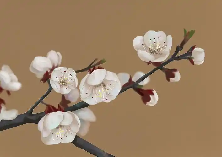 板绘花卉——杏花