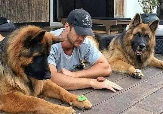 狗狗是人类最忠诚的伴侣之一,它们以无条件的爱和忠诚融入我们的生活.