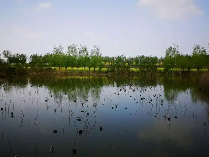 千娇百媚万般妖娆风姿绰约陈桥湿地公园