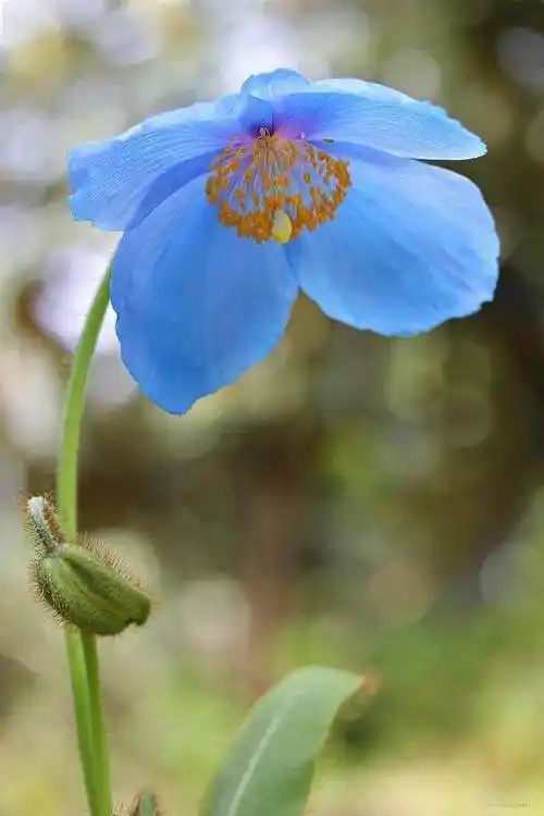 最受园丁欢迎的蓝色开花植物当属这六种吧图鉴