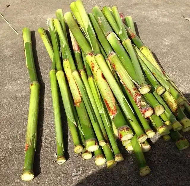 芦穄上边长粮食下边长甘蔗的农作物