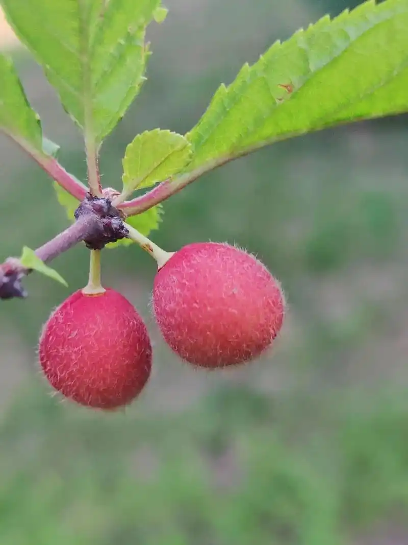 榆叶梅花的果实熟了,山樱桃一样,毛绒绒的小果红艳艳,黄橙橙, - 抖音