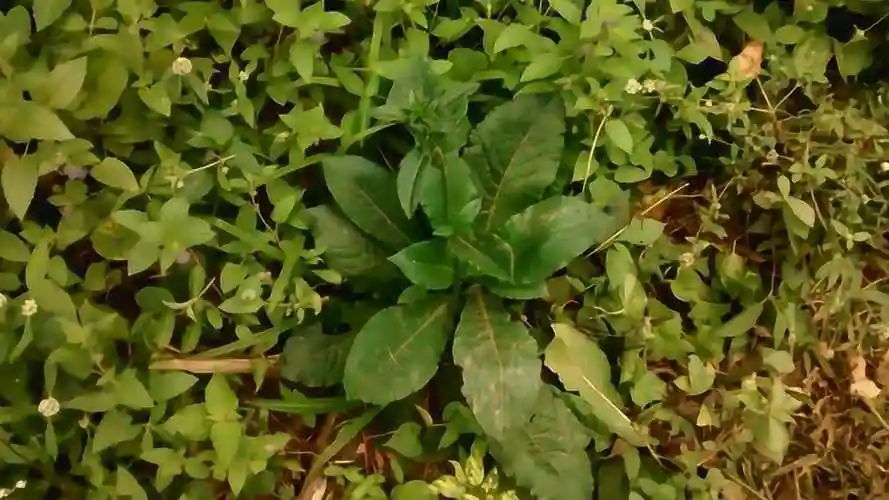 苦地胆又叫草鞋底铺地娘等老中医用来煎汤治疗感冒扁桃体炎