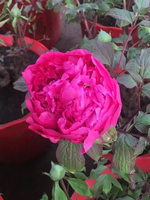 山东万花魂牡丹苗木有限公司