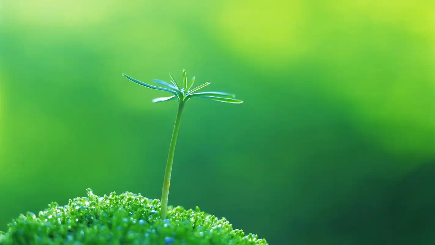 唯美绿色护眼植物嫩芽高清宽屏壁纸