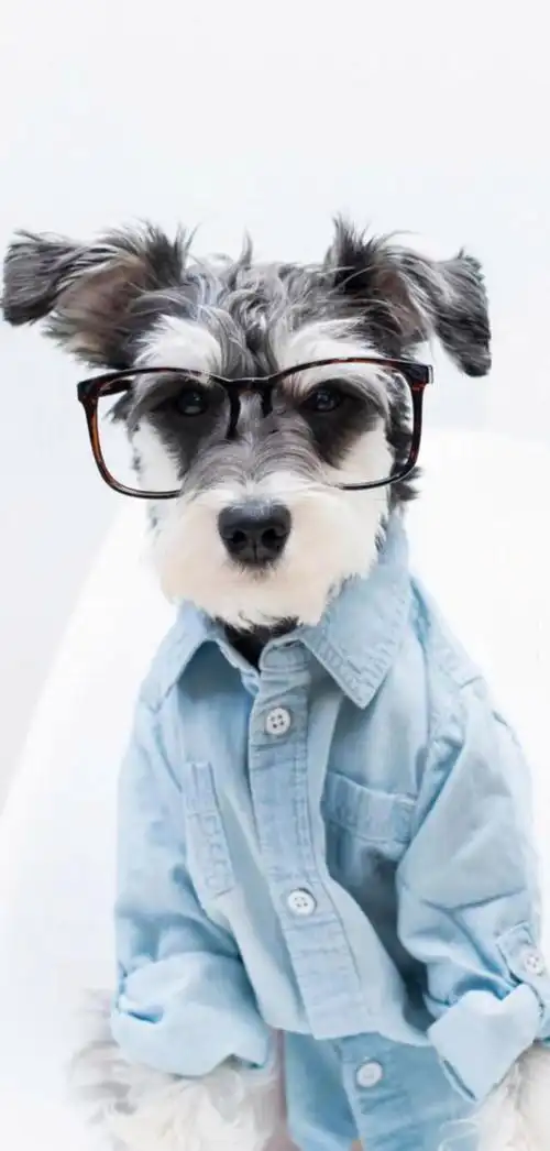 治愈系暖萌动物高清壁纸,温暖治愈系卡通图片(壁纸丨高清全屏萌萌的