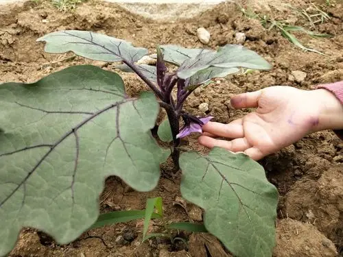 5月15号,我们发现茄子长的好大了啊,叶子比我的手还大.