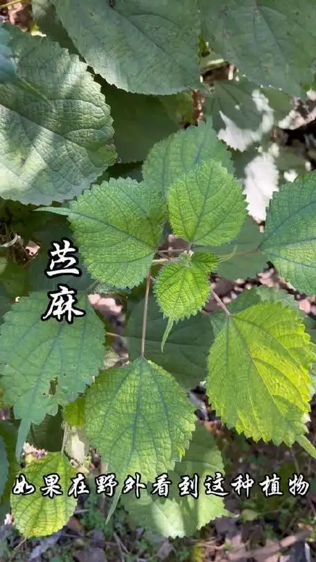苎麻,有"中国草"之称,你了解这种植物吗?