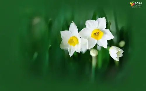 qq风尚壁纸 第十二辑