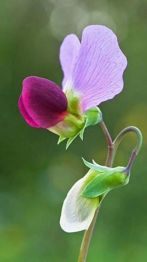 高清花卉微距摄影图片手机壁纸