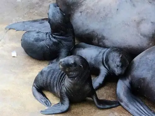 威海西霞口动物园新添五只同父异母小海狮
