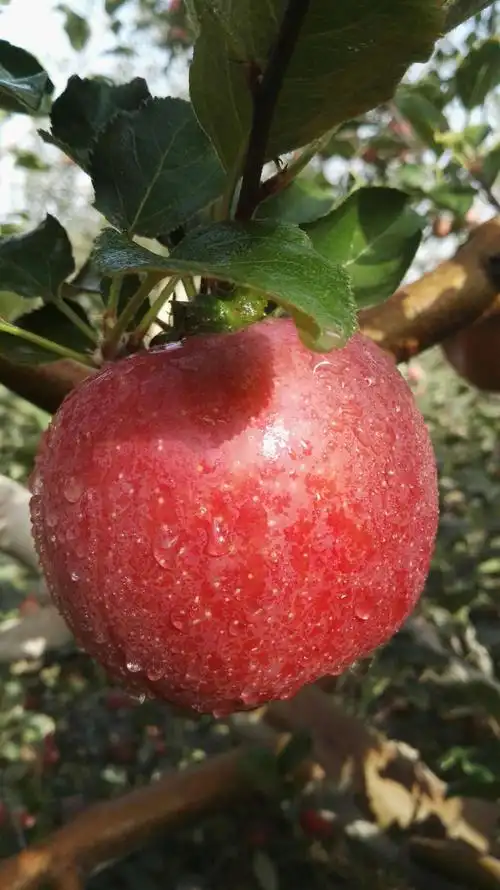 [红富士苹果批发]红富士苹果 光果 条红 80mm以上价格8元/斤 - 惠农网