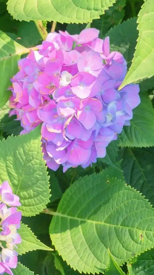 壁纸分享,我最喜欢的绣球花