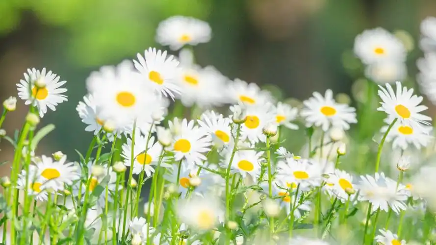 清新淡雅的雏菊