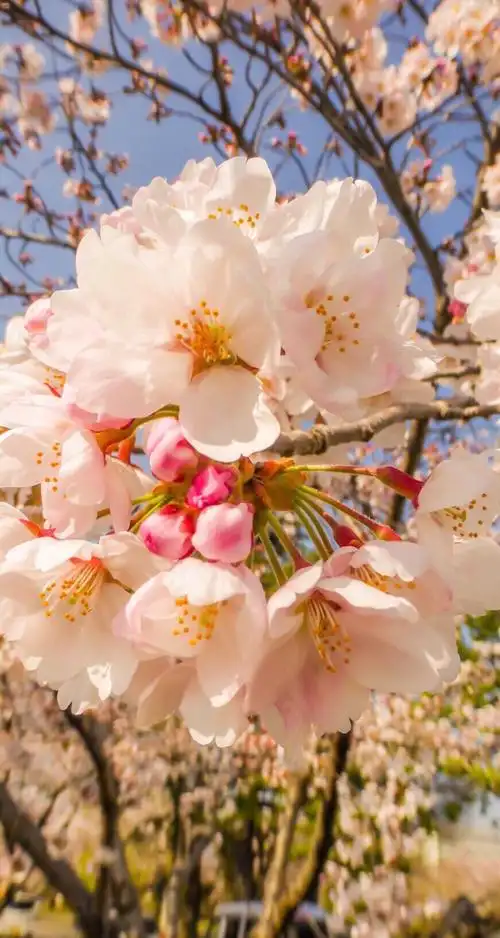 风景 街景 旅行 美景 鲜花 清新 摄影 田园 绿色 自然 淡雅 风景名胜