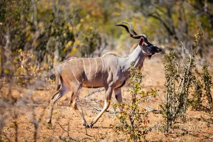 美丽的雄性捻角羚羚羊在南非的野生动物园