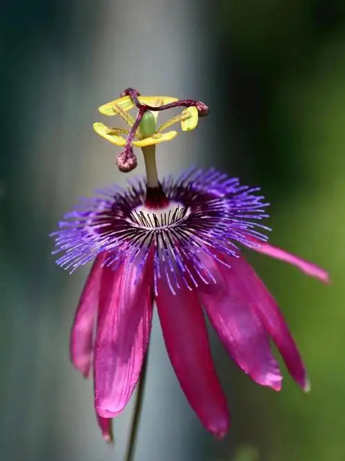 传说中最神秘的花世界上最神秘的花是什么花