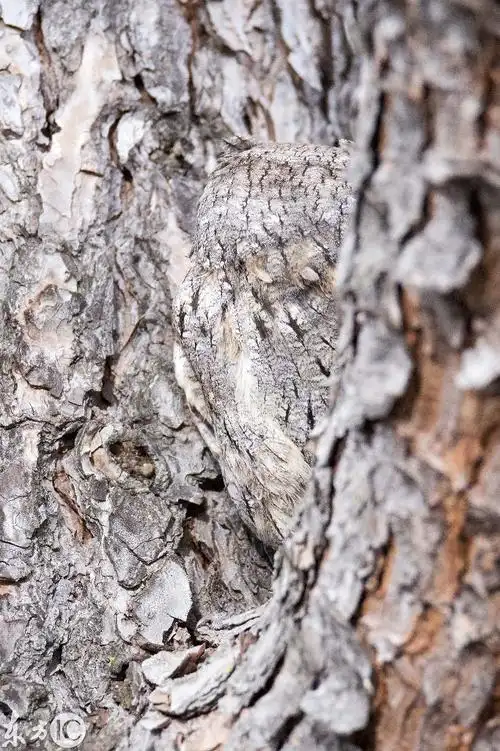 猫头鹰化身伪装者,巧妙隐藏,10秒之内你能看出来吗?-北京时间