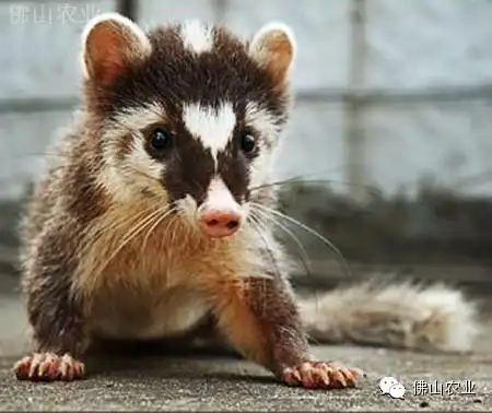 夜鹭(夜游鹤),苍鹭(灰鹤),小白鹭,黑水鸡,相思鸟,白鼻狸,水律蛇,眼镜