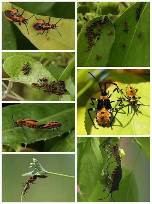 半翅目        蝽科 左为红脊长蝽的若虫与成虫;右为不知名蝽笛卵