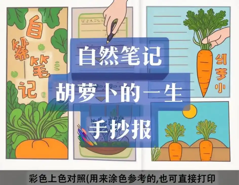 这是一篇关于胡萝卜的手抄报,让我们一起来了解它的成长故事吧!