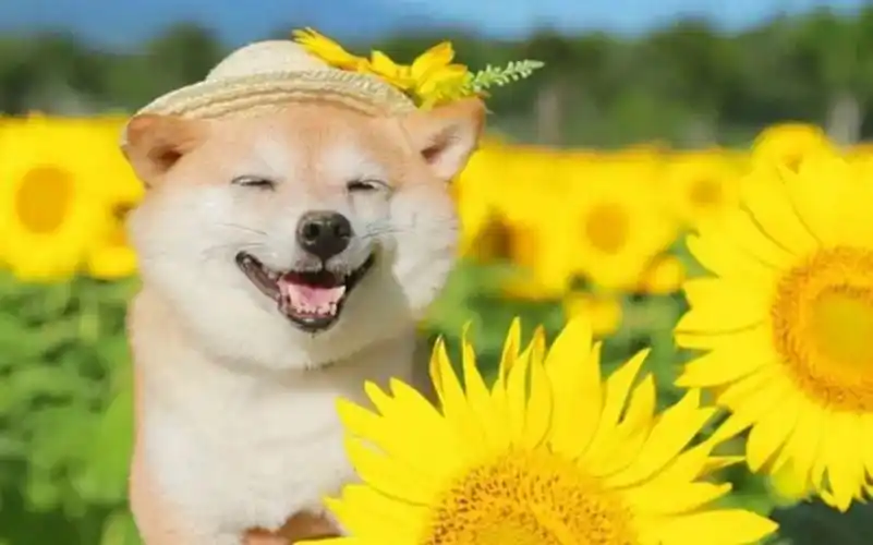 更喜欢狗狗是么?可爱狗狗治愈你的笑容