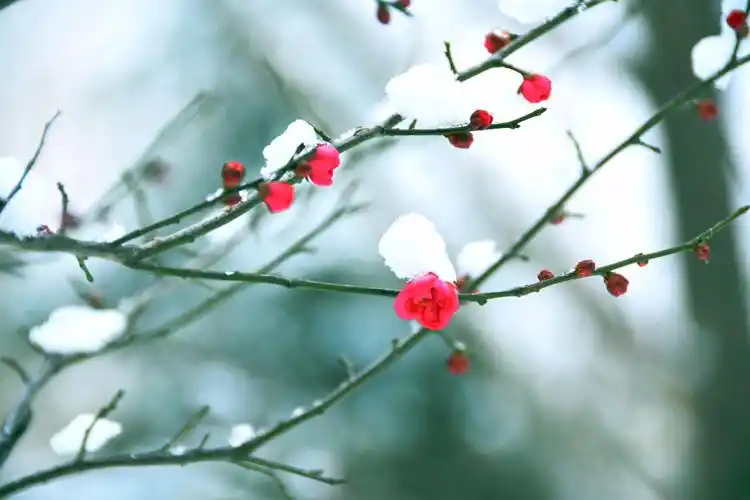红梅傲雪报新春