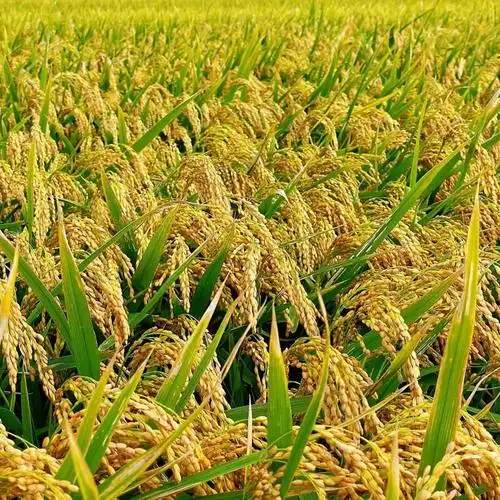 宝山丰收季满眼尽是黄金浪