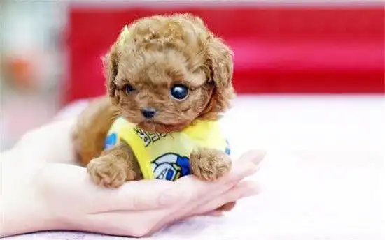 茶杯犬多少一只在宠物店买一只茶杯犬一般多少钱