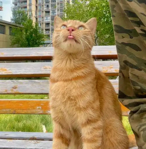 成年橘猫找领养 性格亲人可以和狗狗和平相处我喂了大半年了 每天陪我