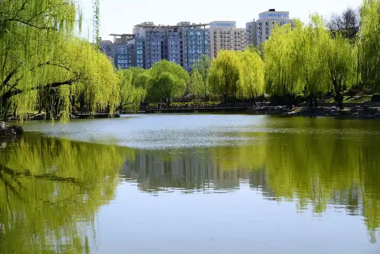 柳荫公园迷人的金丝般的柳枝.