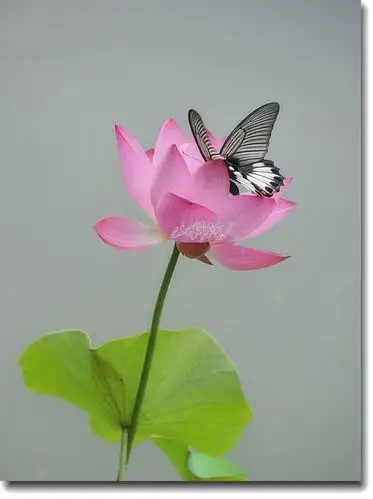 蝴蝶恋荷花