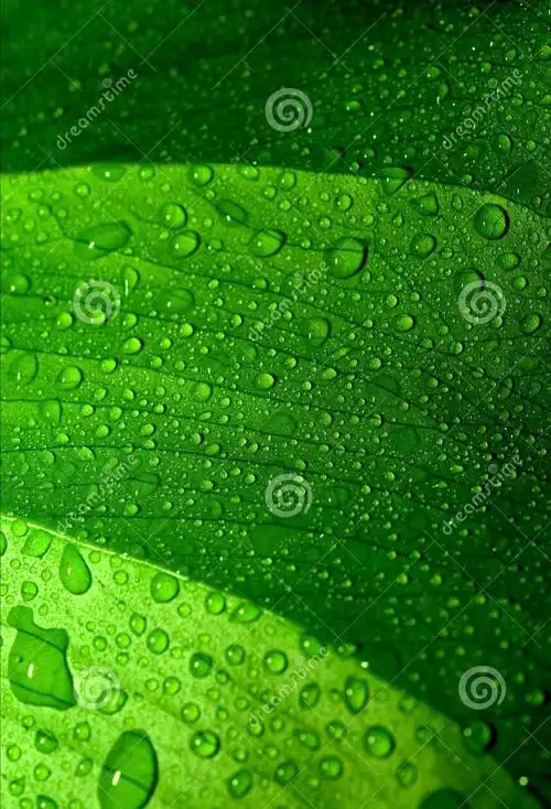 高清微信护眼图