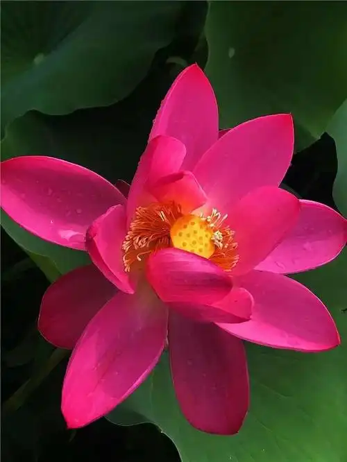 美图摄影醉美荷花一