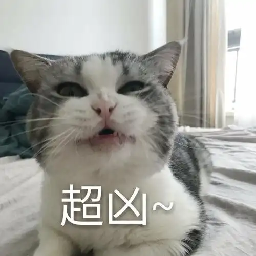 萌宠猫星人超凶凶巴巴呆萌可爱gif动图_动态图_表情包下载_soogif